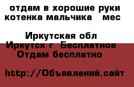отдам в хорошие руки котенка мальчика 2 мес - Иркутская обл., Иркутск г. Бесплатное » Отдам бесплатно   